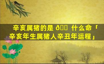 辛亥属猪的是 🐠 什么命「辛亥年生属猪人辛丑年运程」
